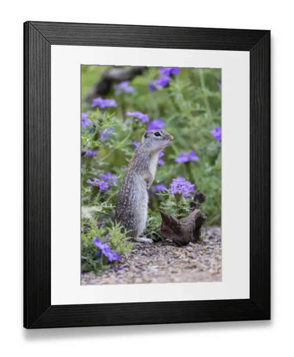 Framed Print : Mexican Groundsquirrel [now Rio Grande Ground Squirre] (Ictidomys parvidens) in