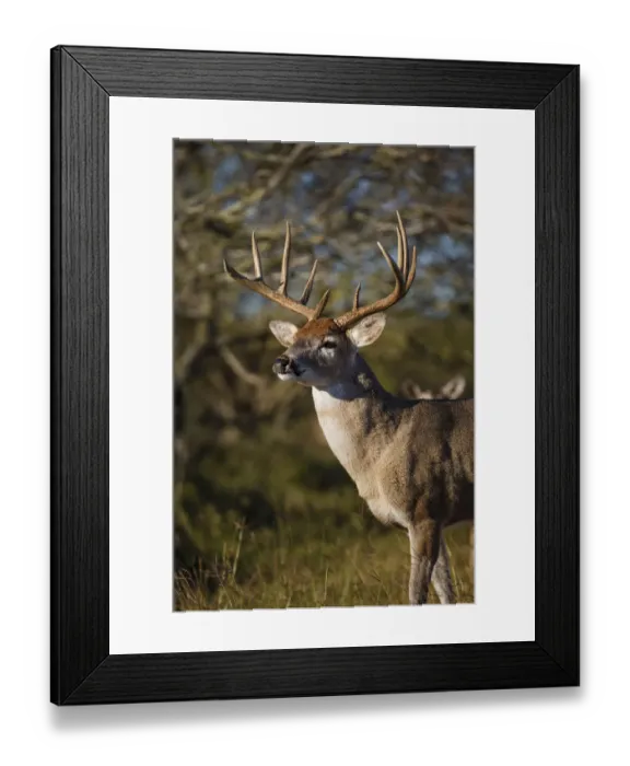 Framed Print : White-tailed Deer (Odocoileus virginianus) dominant male Framed Print : White-tailed Deer (Odocoileus virginianus) dominant male