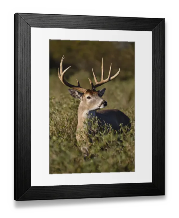 Framed Print : White-tailed Deer (Odocoileus virginianus) dominant male Framed Print : White-tailed Deer (Odocoileus virginianus) dominant male
