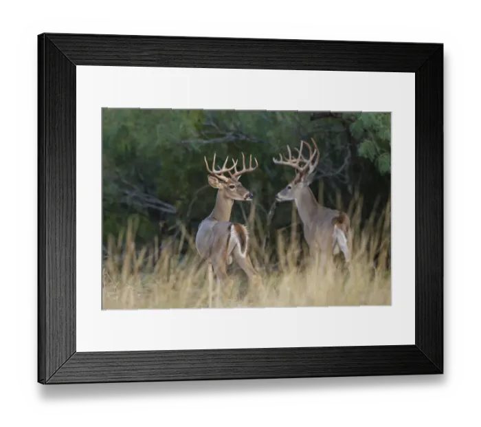 Framed Print : White-tailed Deer (Odocoileus virginianus) bucks in early autumn