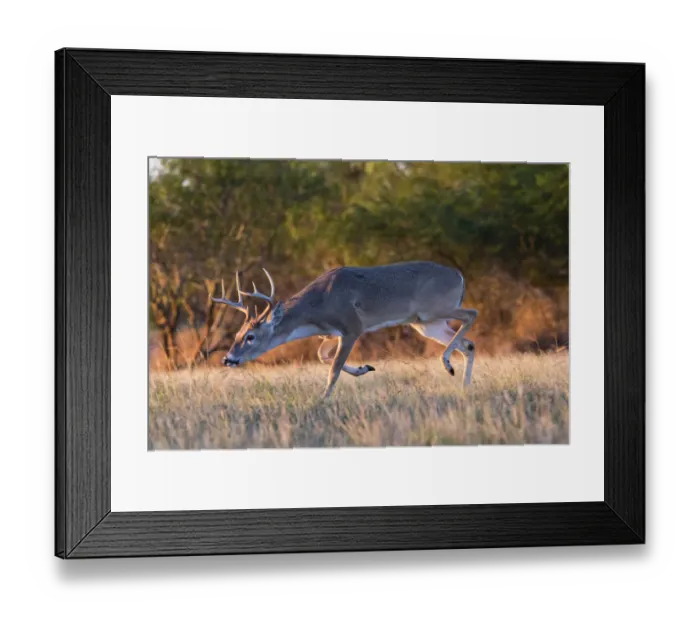 Framed Print : White-tailed Deer (Odocoileus virginianus) buck trailing doe Framed Print : White-tailed Deer (Odocoileus virginianus) buck trailing doe
