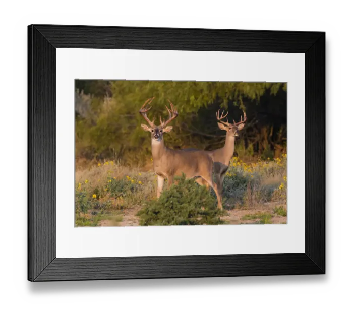 Framed Print : White-tailed Deer (Odocoileus virginianus) bucks in early autumn