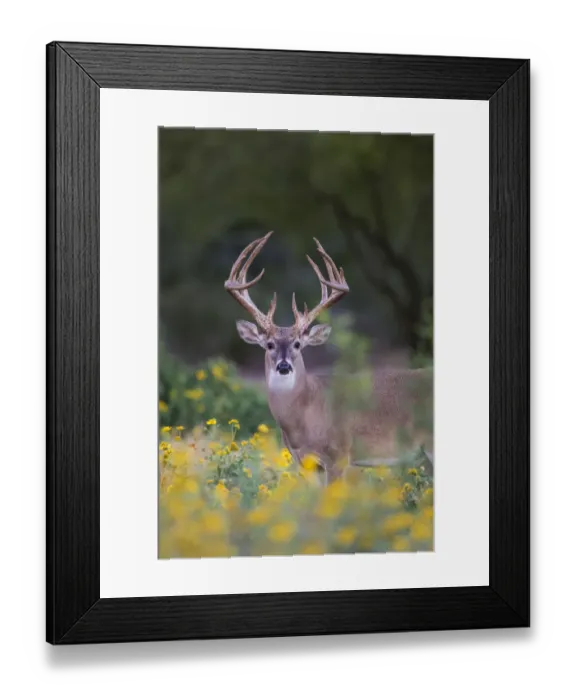 Framed Print : White-tailed Deer (Odocoileus virginianus) buck in early autumn wildflowers Framed Print : White-tailed Deer (Odocoileus virginianus) buck in early autumn wildflowers