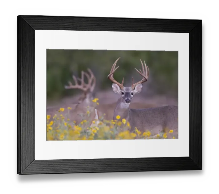 Framed Print : White-tailed Deer (Odocoileus virginianus) buck in early autumn wildflowers Framed Print : White-tailed Deer (Odocoileus virginianus) buck in early autumn wildflowers