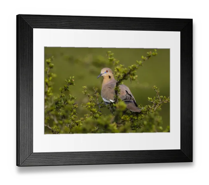 Framed Print : White-winged Dove (Zenaida asiatica) perched in tree Framed Print : White-winged Dove (Zenaida asiatica) perched in tree