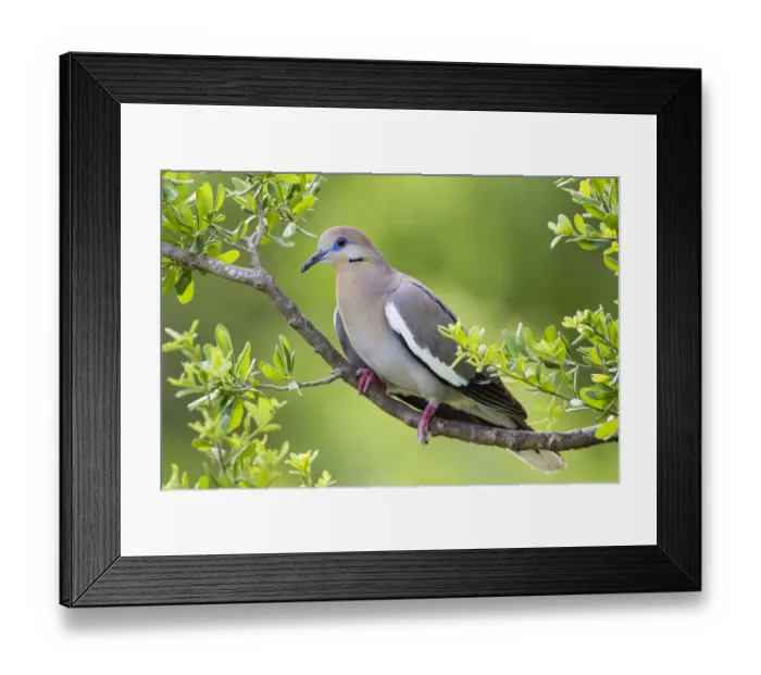 Framed Print : White-winged Dove (Zenaida asiatica) perched in tree