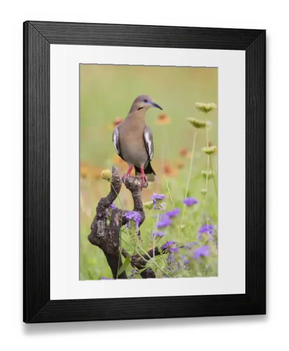 Framed Print : White-winged Dove (Zenaida asiatica) perched in wildflowers Framed Print : White-winged Dove (Zenaida asiatica) perched in wildflowers