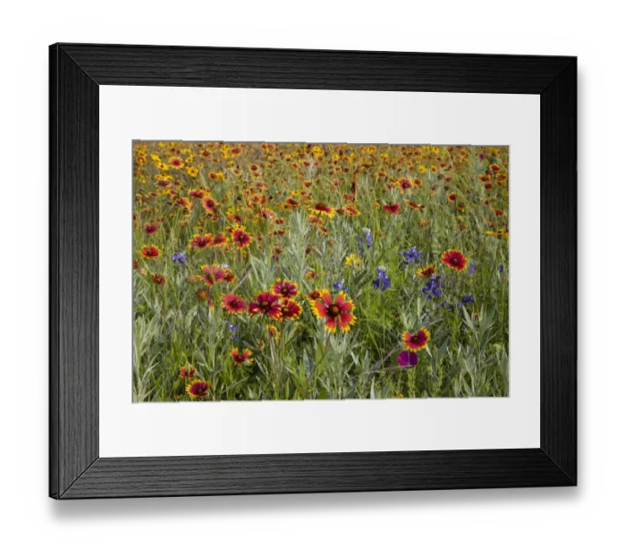 Framed Print : Bluebonnet and Fire Wheel wildflowers near Uvalde, Texas Framed Print : Bluebonnet and Fire Wheel wildflowers near Uvalde, Texas
