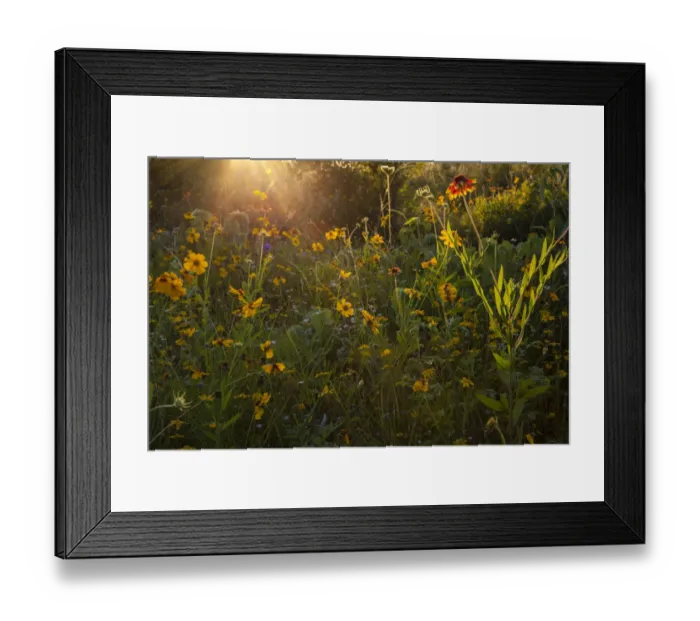 Framed Print : Wildflowers at sunset Framed Print : Wildflowers at sunset