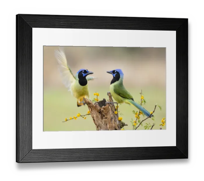 Framed Print : Green Jay (Cyanocorax yncas) adults Framed Print : Green Jay (Cyanocorax yncas) adults