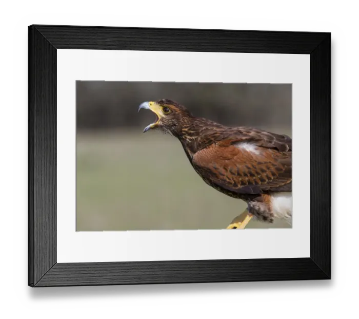 Framed Print : Harriss Hawk (Parabuteo unicinctus) adult calling. (Captive)