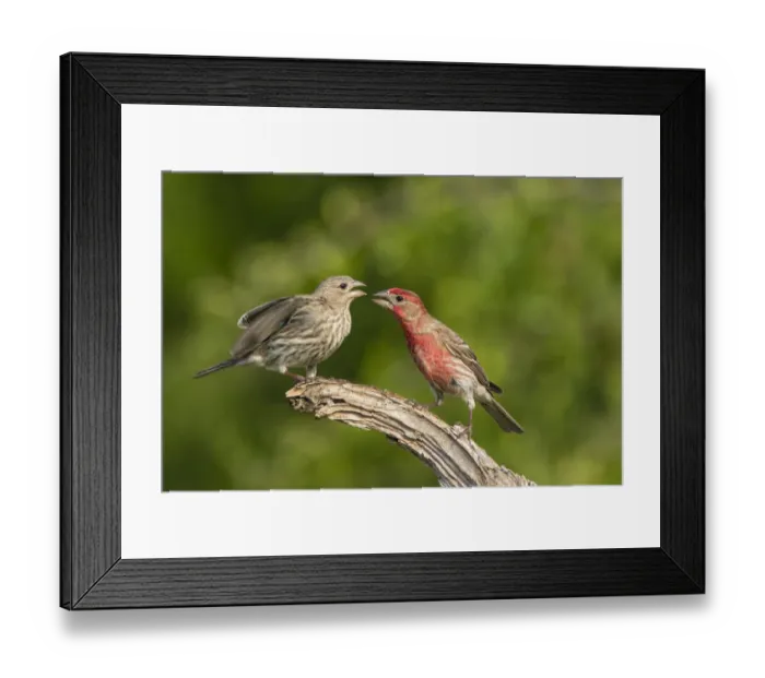 Framed Print : House Finch (Carpodacus mexicanus) pair bonding