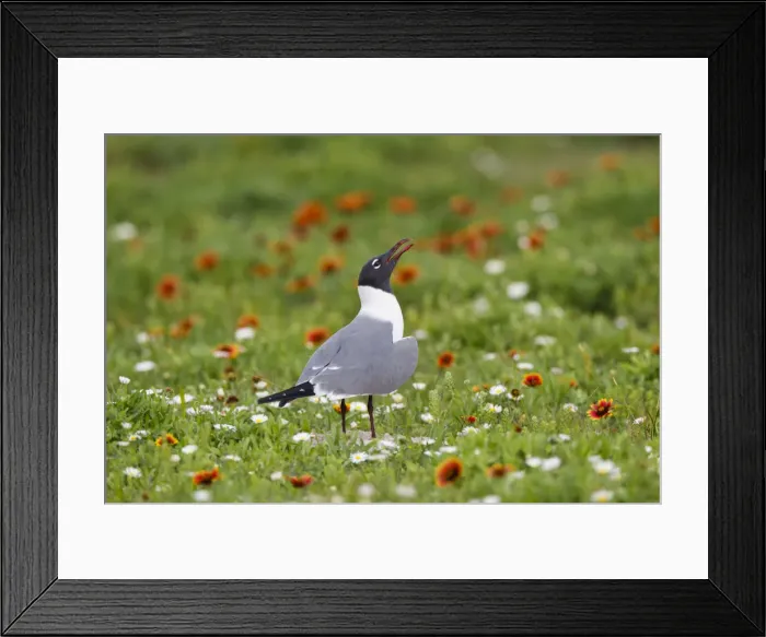 Framed Print : Laughing Gull (Larus atricilla) breeding activity Framed Print : Laughing Gull (Larus atricilla) breeding activity