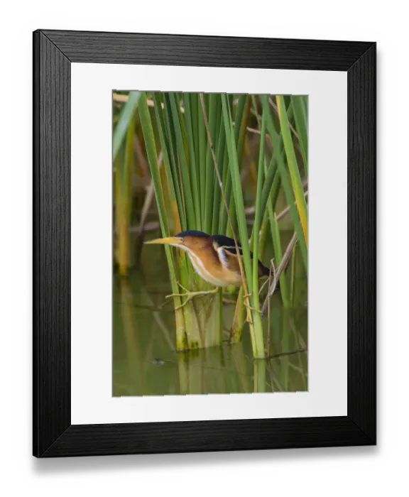 Framed Print : Least Bittern (Ixobrychus exilis) hunting Framed Print : Least Bittern (Ixobrychus exilis) hunting