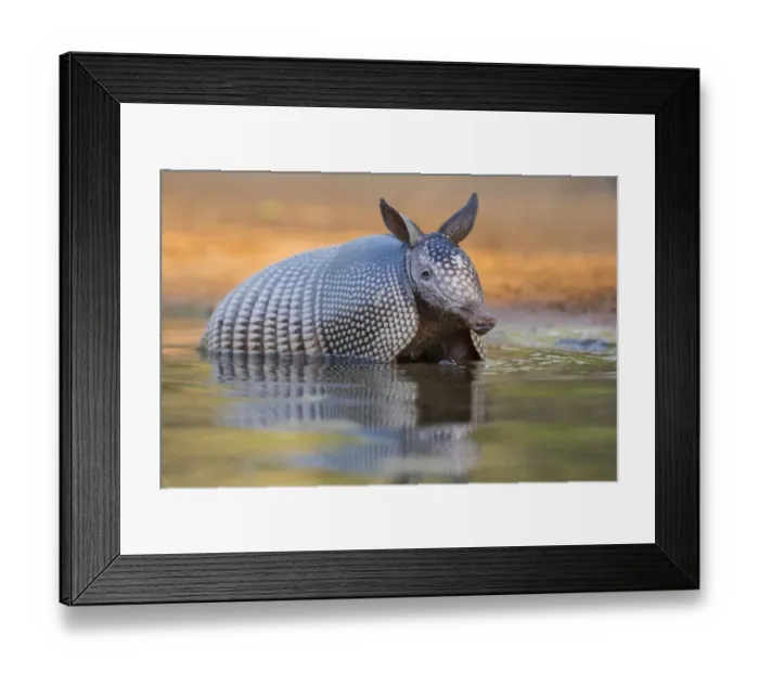 Framed Print : Nine-banded Armadillo (Dasypus novemcinctus) bathing / drinking Framed Print : Nine-banded Armadillo (Dasypus novemcinctus) bathing / drinking
