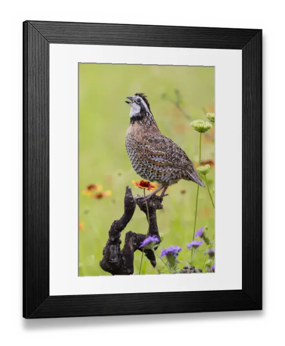Framed Print : Northern Bobwhite (Colinus virgianus) male calling Framed Print : Northern Bobwhite (Colinus virgianus) male calling