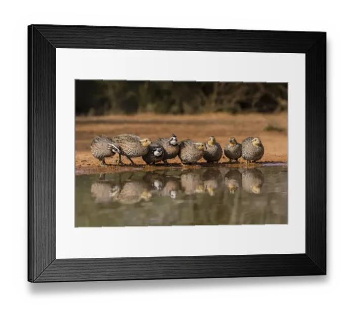 Framed Print : Northern Bobwhite (Colinus virgianus) covey drinking Framed Print : Northern Bobwhite (Colinus virgianus) covey drinking