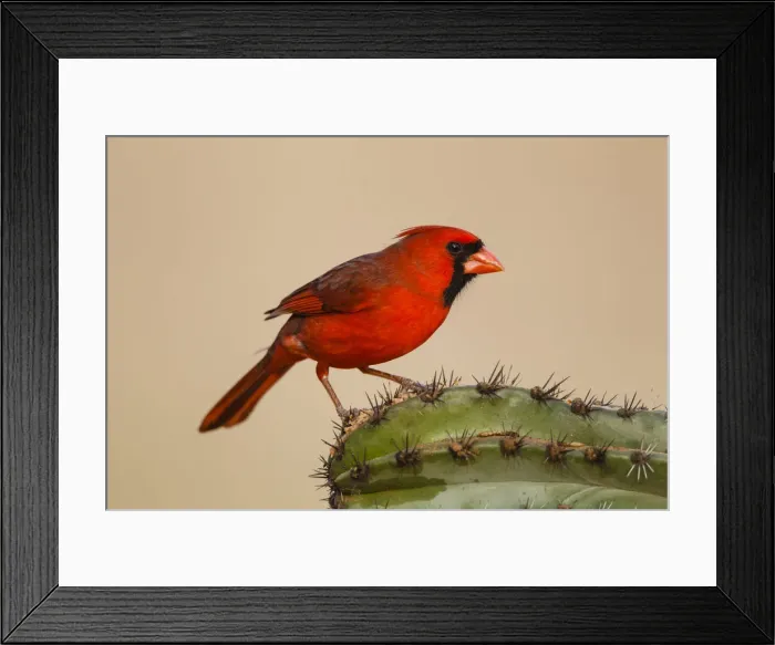 Framed Print : Northern Cardinal (Cardinalis cardinalis) male perched on cactus Framed Print : Northern Cardinal (Cardinalis cardinalis) male perched on cactus