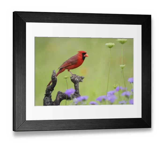 Framed Print : Northern Cardinal (Cardinalis cardinalis) male perched on limb Framed Print : Northern Cardinal (Cardinalis cardinalis) male perched on limb