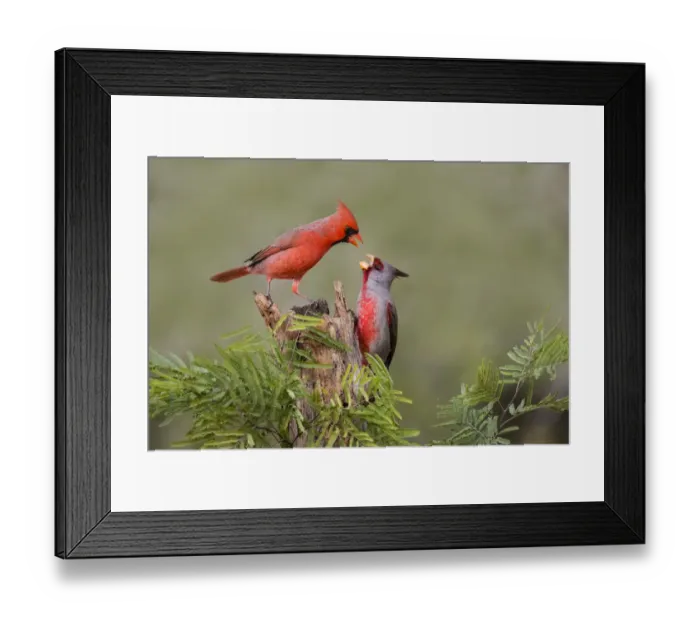 Framed Print : Northern Cardinal (Cardinalis cardinalis) defending perch Framed Print : Northern Cardinal (Cardinalis cardinalis) defending perch
