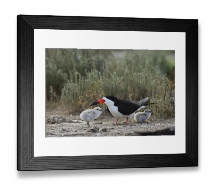 Framed Print : Black Skimmer (Rynchops niger), adult with young, Port Isabel, Laguna Madre, South Padre Island Framed Print : Black Skimmer (Rynchops niger), adult with young, Port Isabel, Laguna Madre, South Padre Island