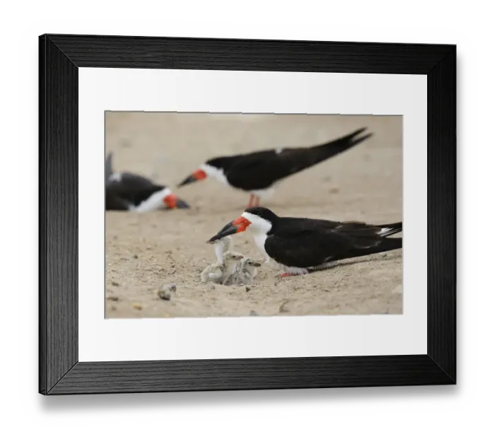 Framed Print : Black Skimmer (Rynchops niger), adult with young, Port Isabel, Laguna Madre, South Padre Island Framed Print : Black Skimmer (Rynchops niger), adult with young, Port Isabel, Laguna Madre, South Padre Island
