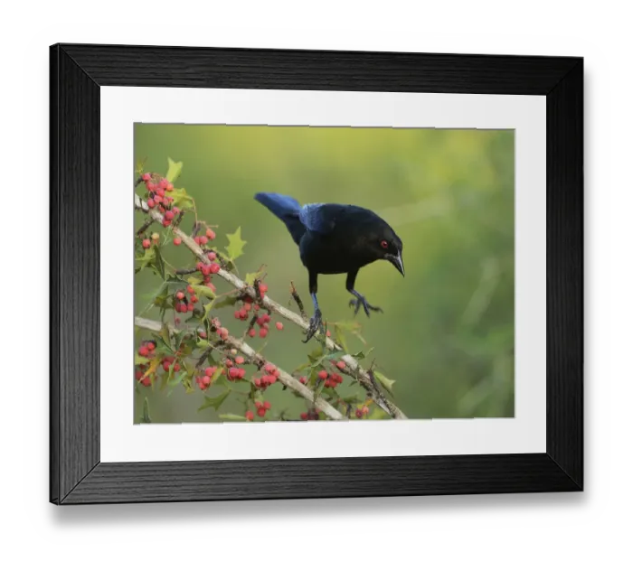 Framed Print : Bronzed Cowbird (Molothrus aeneus), adult landing on Agarita (Berberis trifoliolata) with berries Framed Print : Bronzed Cowbird (Molothrus aeneus), adult landing on Agarita (Berberis trifoliolata) with berries