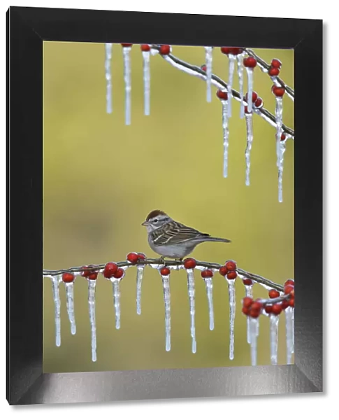Chipping Sparrow (Spizella passerina), adult perched on icy branch of Possum Haw Holly