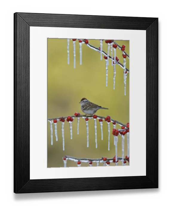 Framed Print : Chipping Sparrow (Spizella passerina), adult perched on icy branch of Possum Haw Holly Framed Print : Chipping Sparrow (Spizella passerina), adult perched on icy branch of Possum Haw Holly