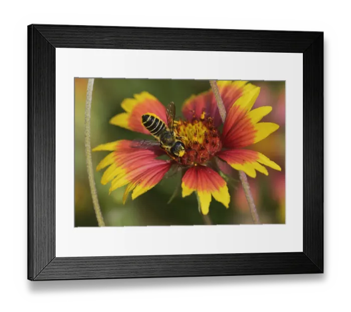 Framed Print : Leafcutter bee, solitary bees (Megachile sp. ), adult feeding on Indian Blanket, Fire Wheel Framed Print : Leafcutter bee, solitary bees (Megachile sp. ), adult feeding on Indian Blanket, Fire Wheel