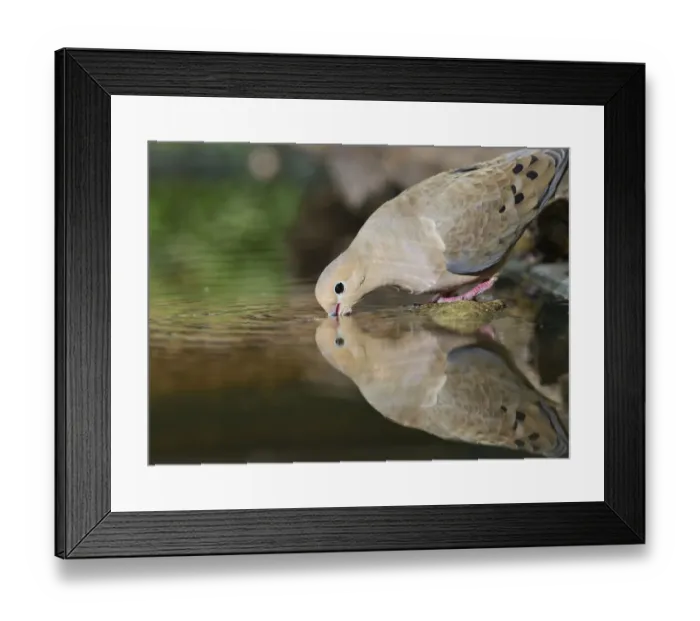 Framed Print : Mourning Dove (Zenaida macroura), adult drinking, Hill Country, Texas, USA Framed Print : Mourning Dove (Zenaida macroura), adult drinking, Hill Country, Texas, USA