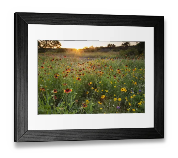 Framed Print : Sunset on Texas wildflowers Framed Print : Sunset on Texas wildflowers