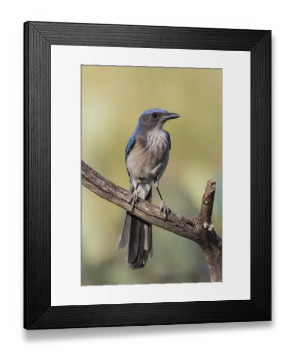 Framed Print : Woodhouses Scrub Jay (Aphelocoma woodhouseii) perched Framed Print : Woodhouses Scrub Jay (Aphelocoma woodhouseii) perched