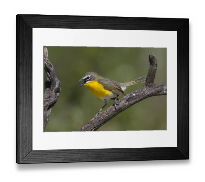 Framed Print : Yellow-breasted Chat (Icteria virens) adult perched Framed Print : Yellow-breasted Chat (Icteria virens) adult perched