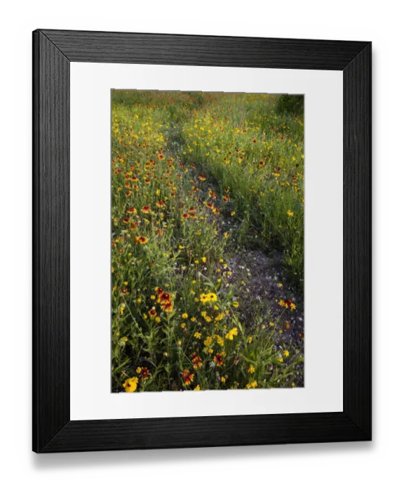 Framed Print : Path through Coreopsis and Fire Wheel wildflowers near Uvalde, Texas Framed Print : Path through Coreopsis and Fire Wheel wildflowers near Uvalde, Texas