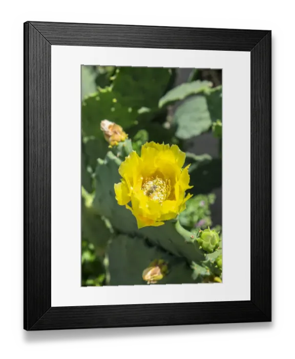 Framed Print : Prickly pear cactus, Gruene, Texas, USA Framed Print : Prickly pear cactus, Gruene, Texas, USA