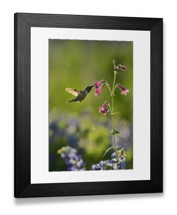 Framed Print : Black-chinned Hummingbird (Archilochus alexandri), adult male feeding on blooming Framed Print : Black-chinned Hummingbird (Archilochus alexandri), adult male feeding on blooming