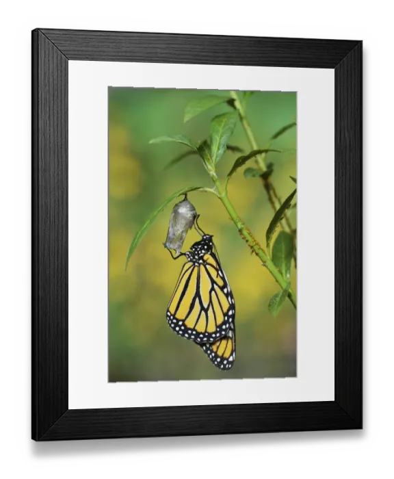 Framed Print : Monarch (Danaus plexippus), butterfly emerging from chrysalis on Tropical milkweed Framed Print : Monarch (Danaus plexippus), butterfly emerging from chrysalis on Tropical milkweed