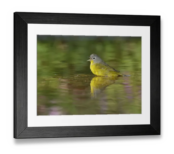 Framed Print : Nashville Warbler (Vermivora ruficapilla), adult bathing in pond, Hill Country, Texas Framed Print : Nashville Warbler (Vermivora ruficapilla), adult bathing in pond, Hill Country, Texas