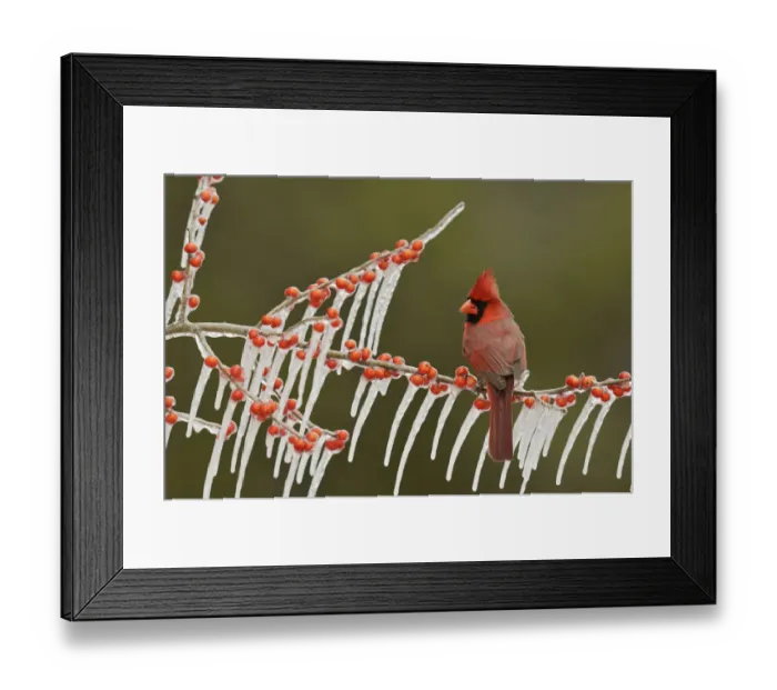 Framed Print : Northern Cardinal (Cardinalis cardinalis), adult male perched on icy branch of Possum Haw Holly