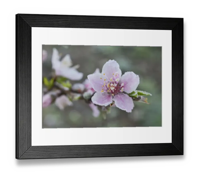 Framed Print : Peach tree (Prunus persica), frost covered blossom, Texas, USA Framed Print : Peach tree (Prunus persica), frost covered blossom, Texas, USA