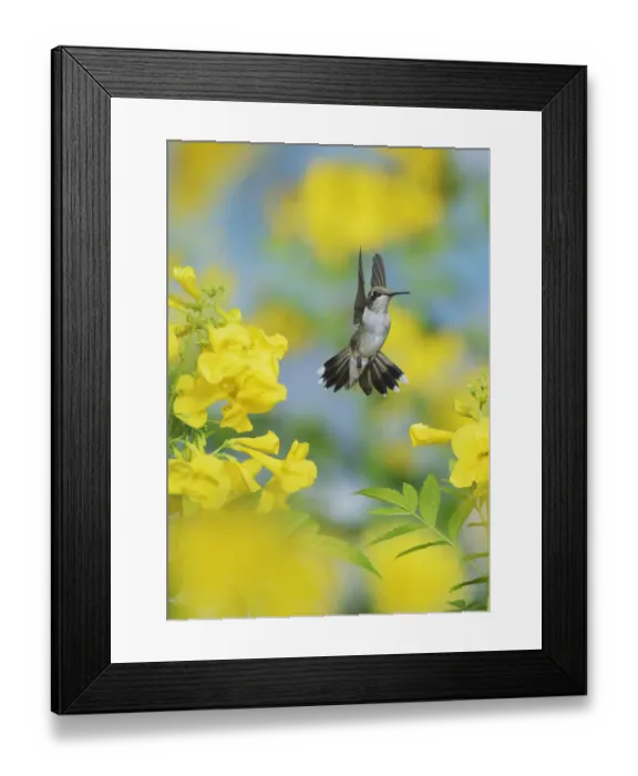 Framed Print : Ruby-throated Hummingbird (Archilochus colubris), female in flight feeding on Yellow bells Framed Print : Ruby-throated Hummingbird (Archilochus colubris), female in flight feeding on Yellow bells