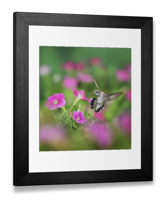 Framed Print : Ruby-throated Hummingbird (Archilochus colubris), female in flight feeding on Petunia flowers Framed Print : Ruby-throated Hummingbird (Archilochus colubris), female in flight feeding on Petunia flowers