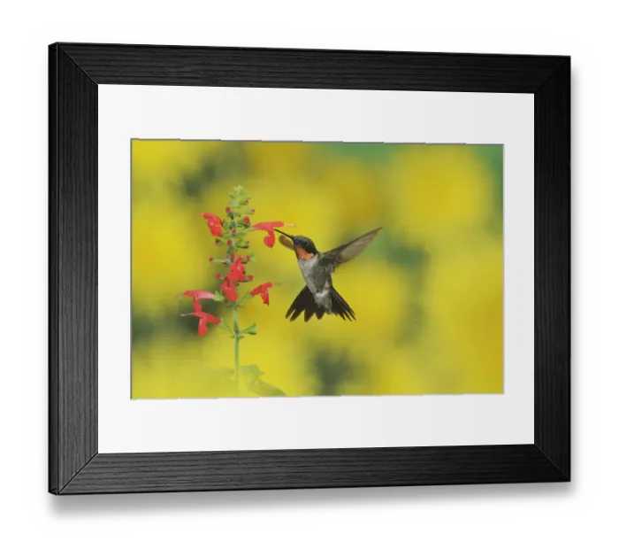 Framed Print : Ruby-throated Hummingbird (Archilochus colubris), male in flight feeding on Tropical Sage