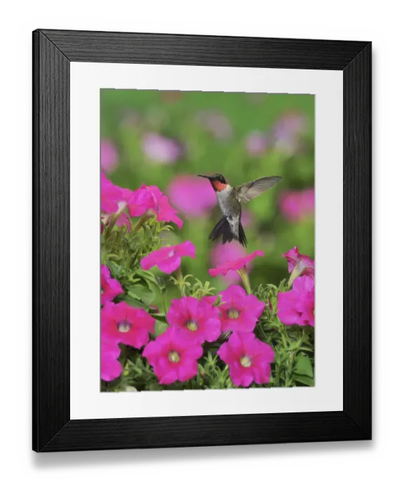 Framed Print : Ruby-throated Hummingbird (Archilochus colubris), male in flight feeding on Petunia flowers