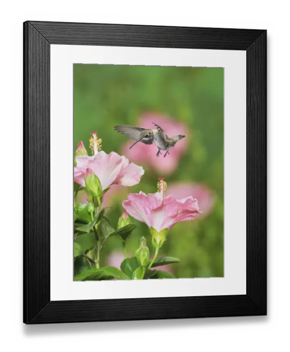 Framed Print : Ruby-throated Hummingbird (Archilochus colubris), young male in flight feeding on Hibiscus flower