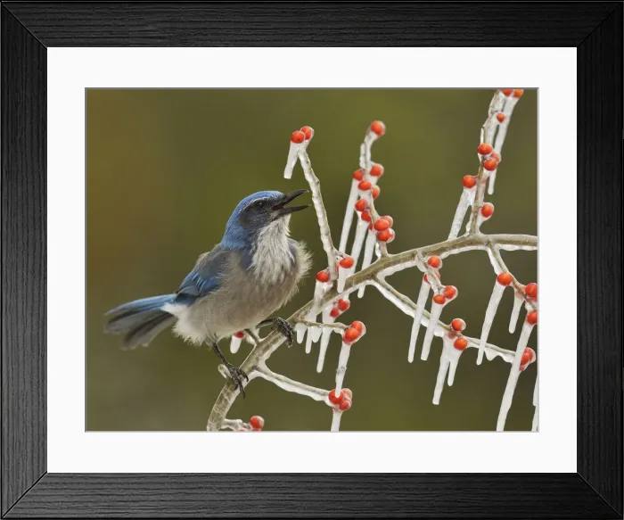 Framed Print : Western Scrub-Jay (Aphelocoma californica), adult calling on icy branch of Possum Haw Holly Framed Print : Western Scrub-Jay (Aphelocoma californica), adult calling on icy branch of Possum Haw Holly