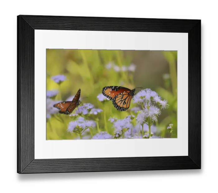 Framed Print : Queen (Danaus gilippus), adult feeding on blooming Greggs Mistflower (Conoclinium greggii) Framed Print : Queen (Danaus gilippus), adult feeding on blooming Greggs Mistflower (Conoclinium greggii)