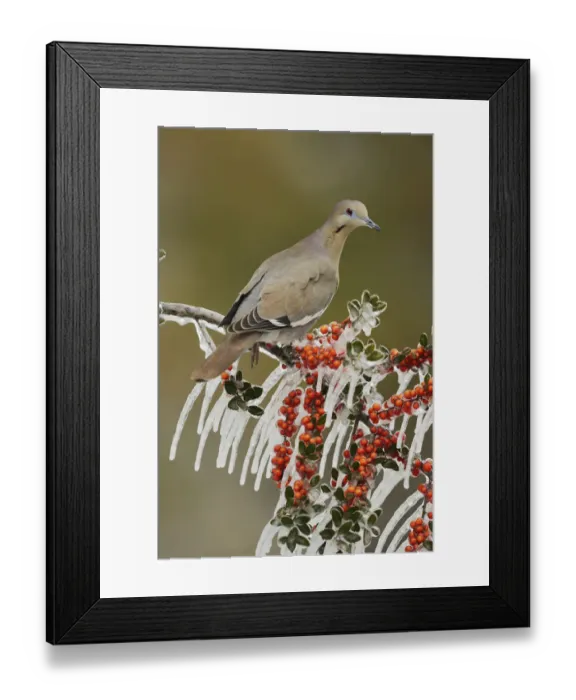 Framed Print : White-winged Dove (Zenaida asiatica), adult perched on icy branch of Yaupon Holly (Ilex vomitoria) Framed Print : White-winged Dove (Zenaida asiatica), adult perched on icy branch of Yaupon Holly (Ilex vomitoria)