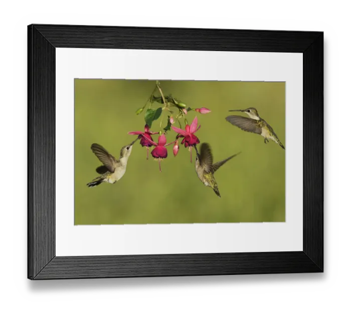 Framed Print : Black-chinned Hummingbird (Archilochus alexandri), adult females feeding on blooming Fuchsia